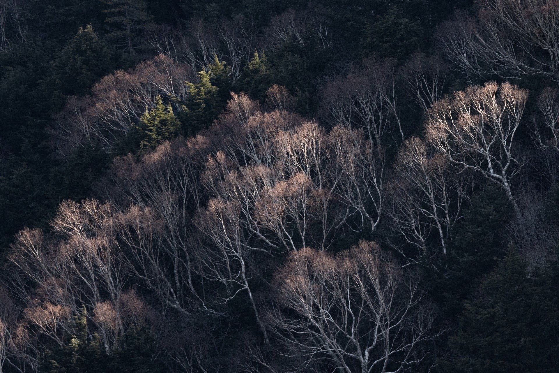 trees-g59b117a35_1920